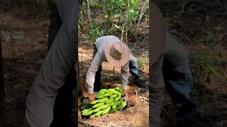 Enterrando una cabeza de guineo seda en la tierra campesinos campo [upl. by Hidie171]