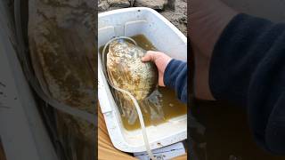 MASSIVE Crappie almost DIES 😱💀 crappiefishing shorts [upl. by Greeson]