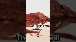 How To Get Rid Of Stink Bugs NaturallyDYIshorts stinkbug indoorplants [upl. by Neona]