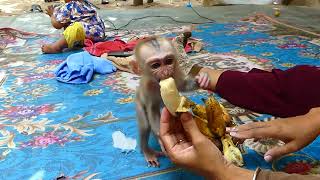 Adorable Infant Primate A Captivating Baby Monkey  Mean Mean Ep39 [upl. by Ahsikahs]