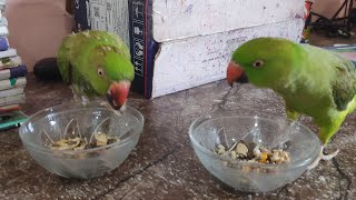 🦜💕🪔My parrots Eats the Parrots food 🦜🧨🪔diwalispecial diwali2024 food eating youtubevideo [upl. by Roswell103]