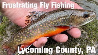 Frustrating Fly Fishing Lycoming County PA  Wooly Bugged [upl. by Hurley]