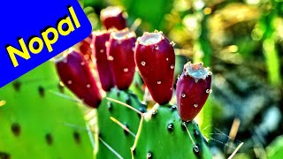 Nopal Cactus Quick Pruning [upl. by Blus]