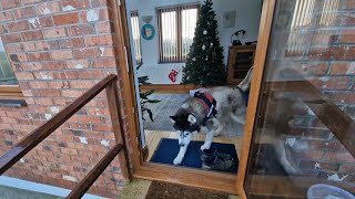 Old Husky Goes To Visit His Friend Before Christmas [upl. by Maibach]