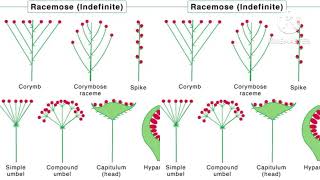 inflorescence Racemose amp cymose inflorescence [upl. by Neffets42]