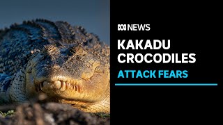 Fears a croc attack is a matter of time in Kakadu National Park  ABC News [upl. by Bowne801]