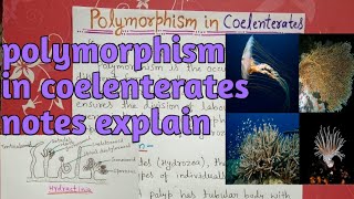 polymorphism in coelenterata or hydrozoa  notes explain [upl. by Nyvrem]