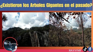 existieron los arboles gigantes en el pasado [upl. by Raynell]