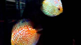 Coppia discus Oceano Blu viterbo [upl. by Alyal432]