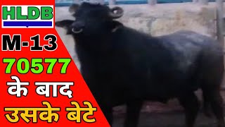 इतनी बेहतरीन bloodline hldb के इस bull की ही हो सकती है jr278 70577 pc2028 [upl. by Aikem]