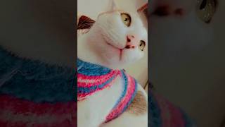 Fazal bakhsh🐾 comedy funny fun humor youtube viralvideo trendingshorts shortvideo catlover [upl. by Siravaj302]