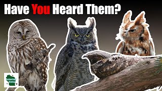 5 Nocturnal Bird Calls You Need to Know [upl. by Donall]