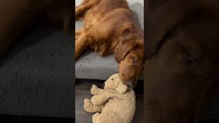 Dog’s most treasured companion when he sleeps goldenretriever dog doglover dogvideos shorts [upl. by Procora511]