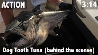 DOG TOOTH TUNA BEHIND THE SCENES [upl. by Vez153]