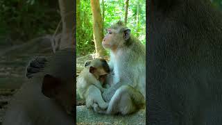 Best Clip Of Monkey Life Adorable Julina Baby Monkey Very Happy To Drinking Full Milk [upl. by Iila80]