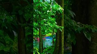 Green jungle ‼️🍀🌳feedshorts jungle fypシ゚viral [upl. by Ayela829]