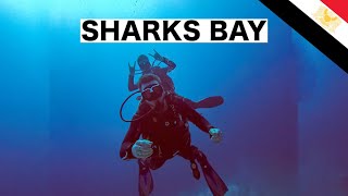 Scuba Diving in Skarks Bay  Sharm El Sheikh 🇪🇬 [upl. by Yllah]