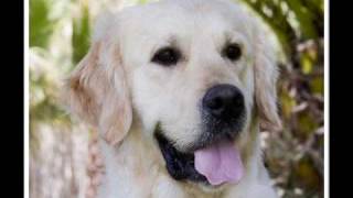 Video Homenaje a Pipo Golden Retriever de La Solana [upl. by Hares]