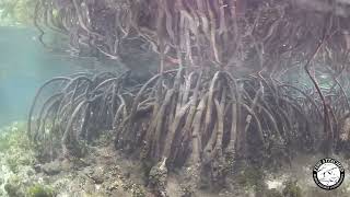 Mangroves The SaltTolerant Guardians of the Coast [upl. by Notyalc677]