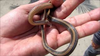 Coniophanes dromiciformis a colubrid snake endemic to the Equatorial Pacific dry forests [upl. by Annairt]