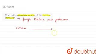 What is the microbial source of the enzyme cellulase  CLASS 12  ANSWER IN ONE SENTENCE  BIO [upl. by Paloma]