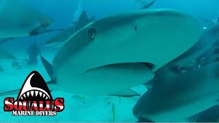 SHARK ARENA  SQUALUS MARINE DIVERS sharkdiving divingwithsharks scubashark [upl. by Atekihs]