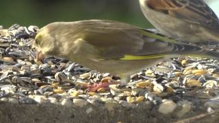 Heimische Singvögel  der Grünfink Carduelis chloris [upl. by Catto]