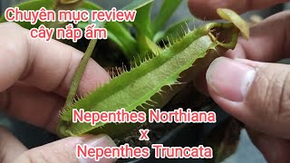 Review cây nắp ấm ăn thịt Nepenthes Northiana x Truncata người mẫu siêu cao [upl. by Ainos583]