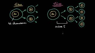 Comparaison entre mitose et méiose [upl. by Milas]