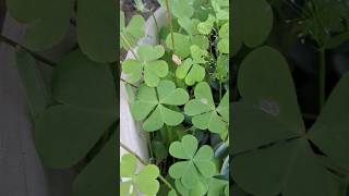 oxalis plant kese lagaye  how to grow oxalis plant shortsfeed [upl. by Eizdnil989]