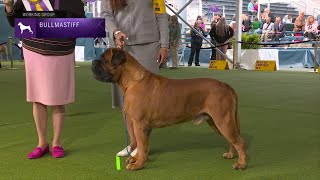 Bullmastiffs  Breed Judging 2023 [upl. by Hau]