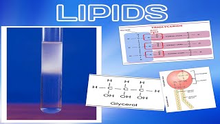 Lipids Quiz 1 AS Cambridge Biology Revision [upl. by Assirt]