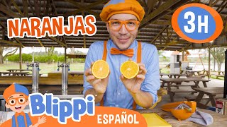 Recolectando naranjas con Blippi 🍊 Blippi Español  Videos educativos para niños  Aprende y Juega [upl. by Palecek]