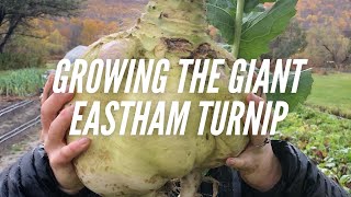 GROWING THE GIANT EASTHAM TURNIP  A CAPE COD HEIRLOOM [upl. by Enineg]