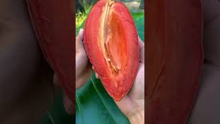 Mamey sapote adalah sawo raksasa saworaksasa [upl. by Sivrad]