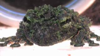 Vietnamese Mossy Frog [upl. by Ap]