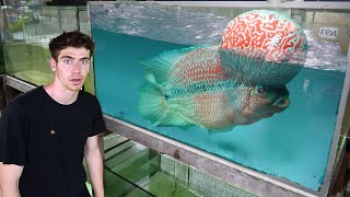 LARGEST FLOWERHORN FISH FARM  Private Tour [upl. by Urbano]