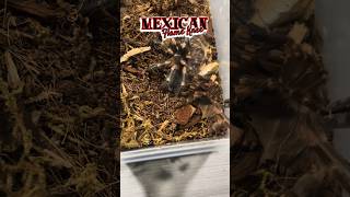 ❓THIS MEXICAN FLAME KNEE TARANTULA MOLTED ❓tarantula fyp [upl. by Hartill809]