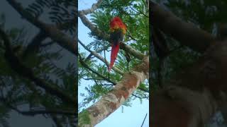 Parrots Scarlet macaw or Ara Macao at Carara National Park – Costa Rica [upl. by Taryn943]