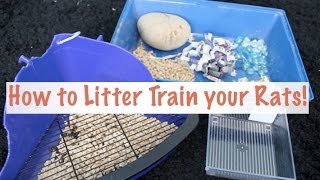 How to Litter Train your Rats  Rat Care [upl. by Loeb]