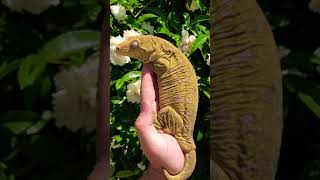 LEACHIE🦎😱🤯 GIANT GECKO [upl. by Griffie]