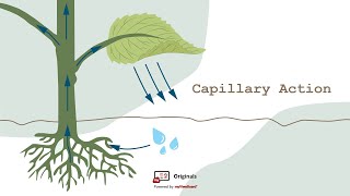 Capillary Action [upl. by Kreis658]