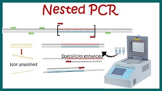 Nested PCR  Principle and usage [upl. by Ecirbaf]