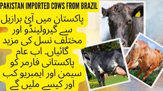 Brazil girolando semen and embryo II Brahman and angus breed semen for farmers II Facts Brazil cows [upl. by Guerin]