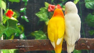 Lovebird Sounds  Albino amp Lutino  A Favorite Pair of Lovebirds [upl. by Aarika331]