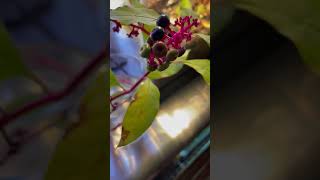 Trying to Propagate an American Pokeweed [upl. by Selry]