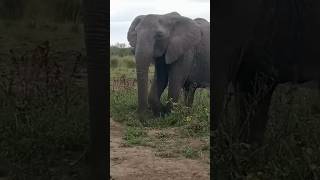 The rarely seen tuskless elephants of mara triangle tuskless gentle Giants [upl. by Lauber]