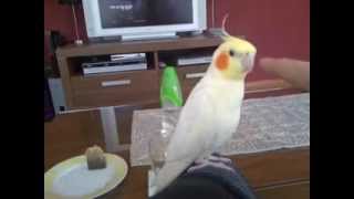 Cockatiel singing Adams Family must see [upl. by Puri]