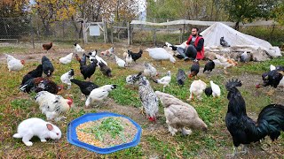 Effective Feed Recipe for Raising Organic Chickens  My Rabbit Gave Birth  Farm Chores  Poultry [upl. by Astrea]