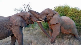 Day 136 to 139 of 180 Days Around the World Cruise  Wild Elephants of Jabulani Safari [upl. by Gipsy890]